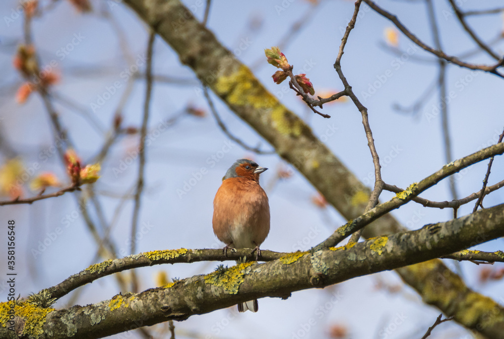 Common chaffinch (Fringilla coelebs) perched on the blooming maple tree branch on sunny spring day
