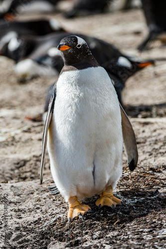 Little beautiful gentoo penguin in Antarctica