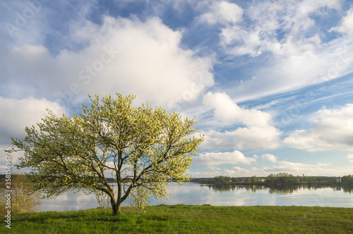 View to Daugava river from Daugava promenade in Riga on sunny spring day. Blooming tree with white flowers in foreground and beautiful white clouds reflecting in the water