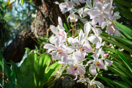 Close up White and purple orchids, beautiful flowers in garden