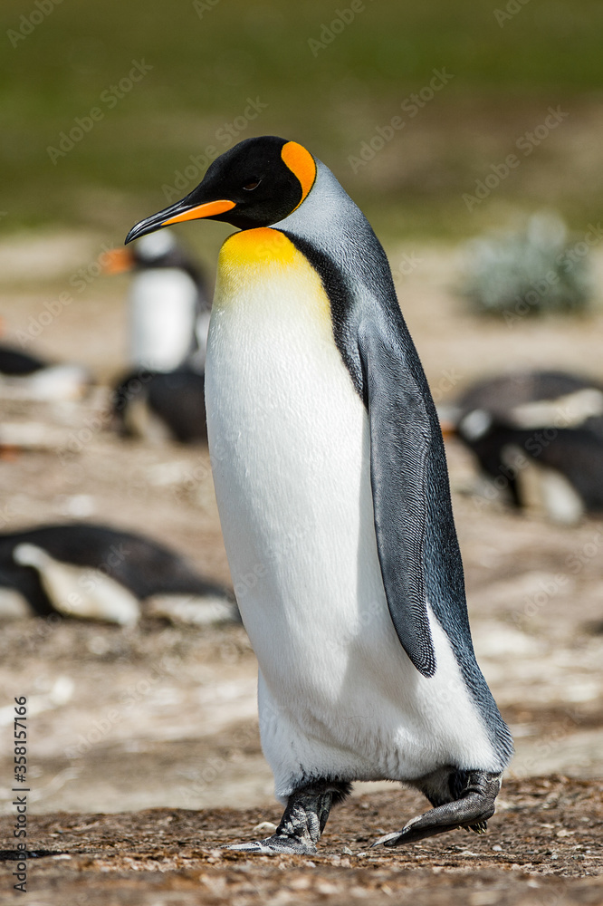 Fototapeta premium Portrait of a king penguin in Antarctica