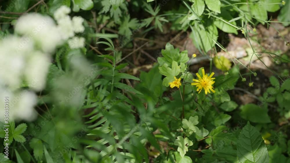 hawkweed or habichtskraut in slowmotion an 4k in the forst hawkweed or habichtskraut in slowmotion an 4k in the forst