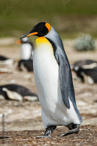 Portrait of a king penguin in Antarctica