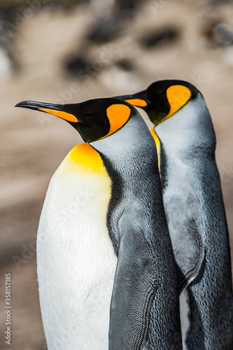 Couple of the king penguis