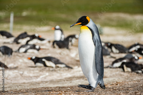 Portrait of a king penguin in Antarctica
