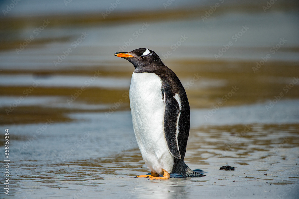 Naklejka premium Gentoo penguin on the Falkland Islands