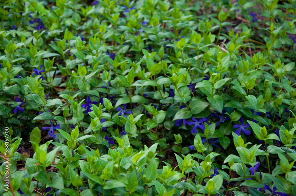 Beautiful small blue flowers in the grass close-up Beautiful small blue flowers in the grass close-up