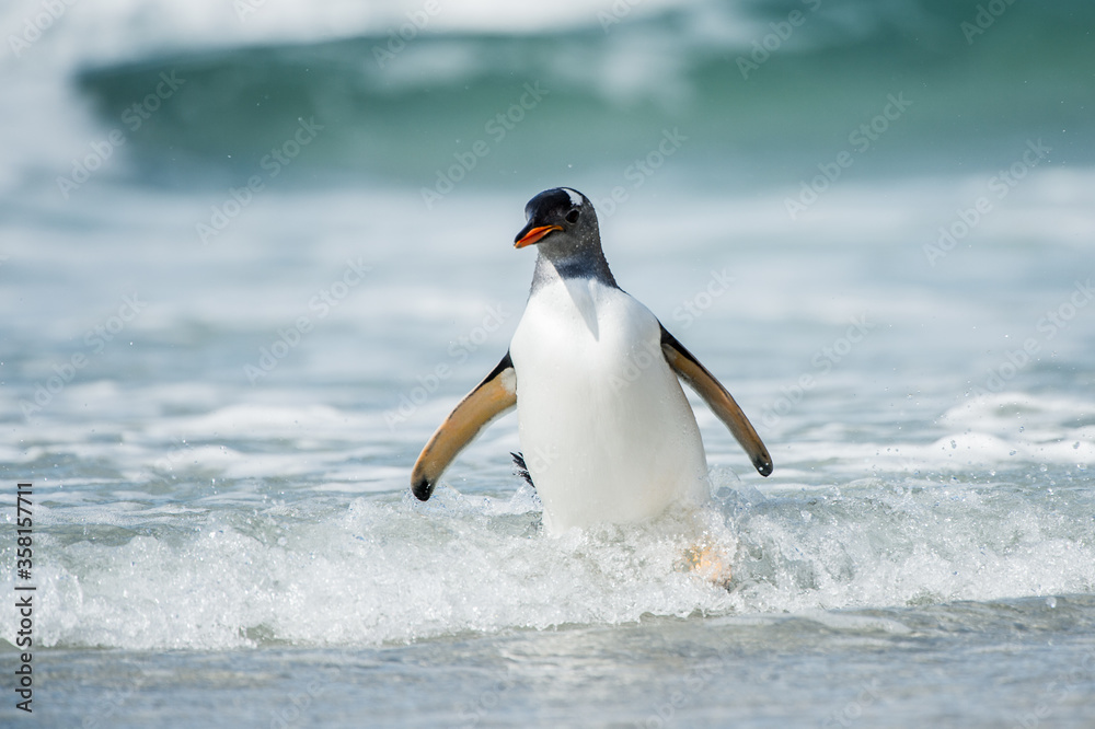 Fototapeta premium Cute little gentoo penguin neat the ocean water in Antarctica