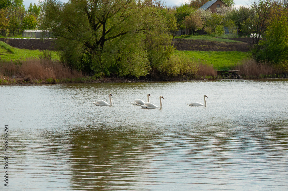 Four beautiful white swans swim in the lake in spring