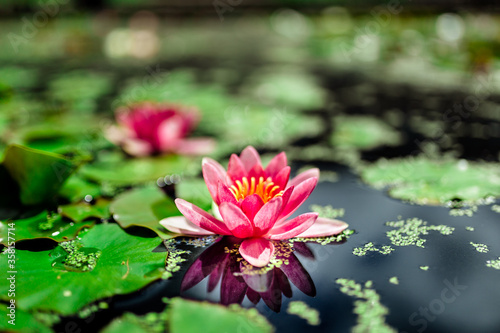 A close-up look of Nymphaea, Egyptian lotus flower on green leaves background. Beautiful pink Lotus in the pond. Reflection in the water. Plant of the family NYMPHAEACEAE. Water lily, aquatic herb.