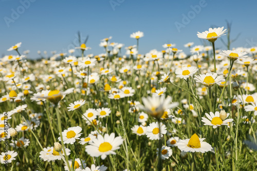 Closeup view of beautiful chamomile field on sunny day © New Africa