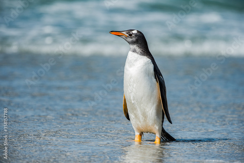 Cute little gentoo penguin neat the ocean water in Antarctica
