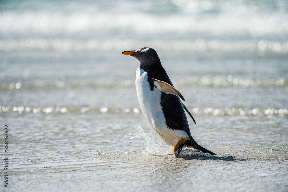 Obraz premium Profile of a gentoo penguin in Antarctica