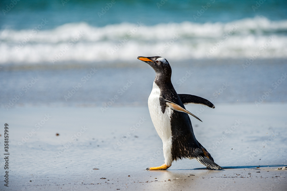 Naklejka premium Profile of a gentoo penguin in Antarctica