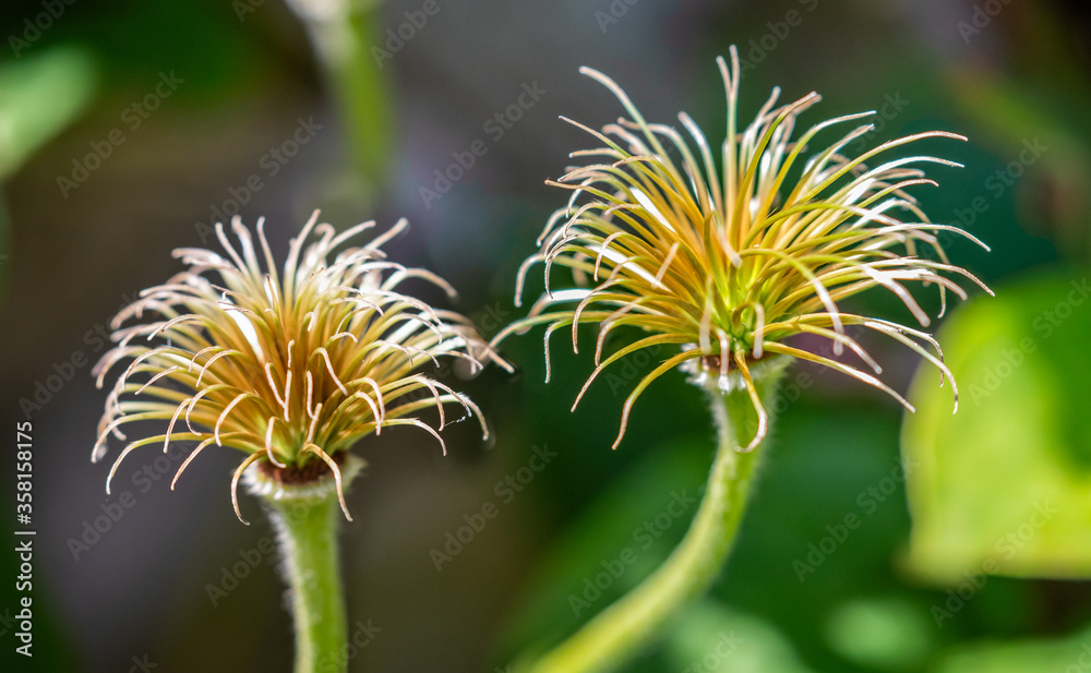 Close up of pair of Clematis flower after flowering - abstract pattern Close up of pair of Clematis flower after flowering - abstract pattern