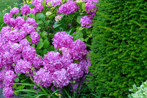 Ortensia rosa in fiore