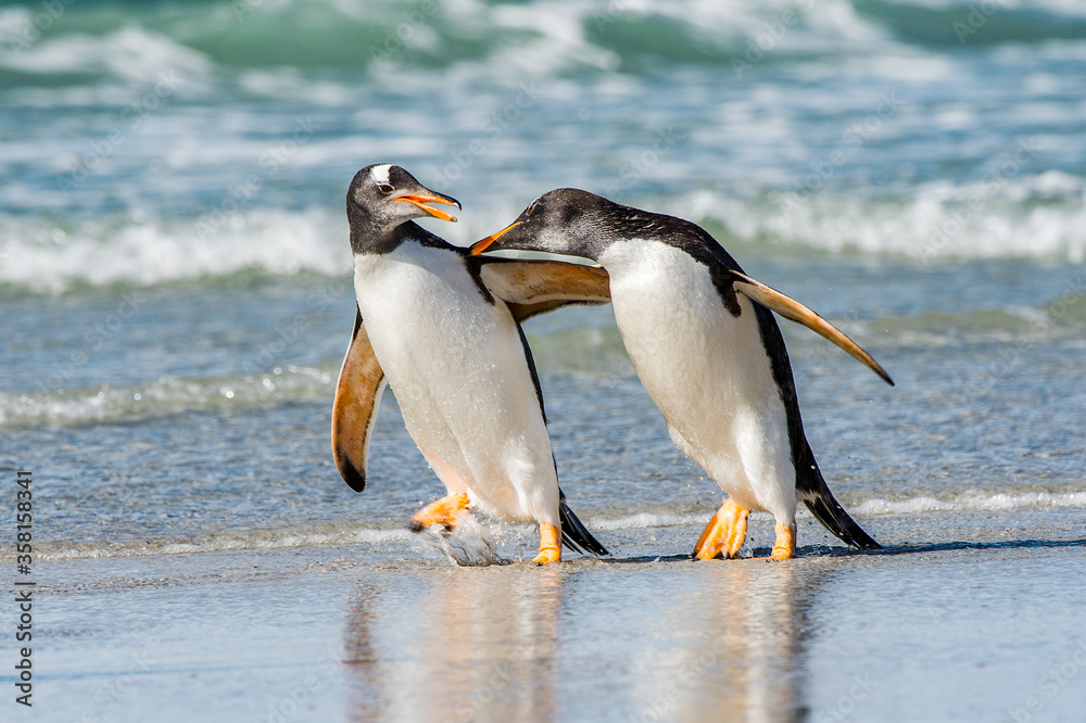 Two penguin hug each other and walk