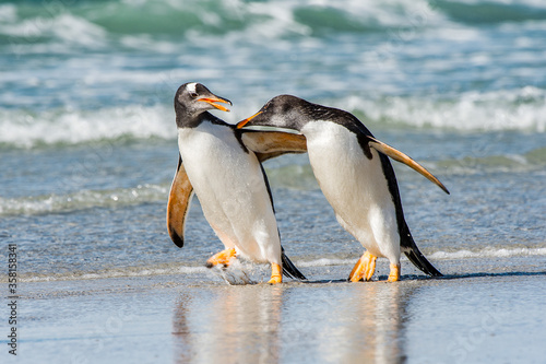Obraz na płótnie Two penguin hug each other and walk w salonie