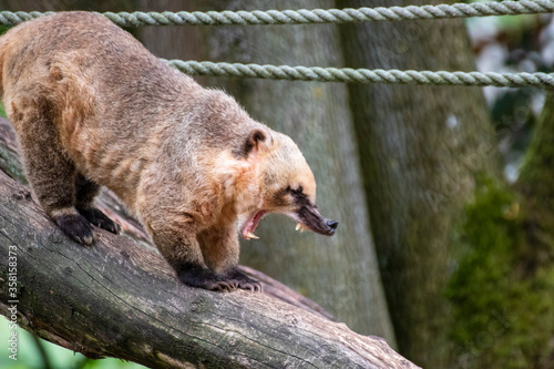 Cuadro en lienzo Close up of a single coati in an animal park in Germany
