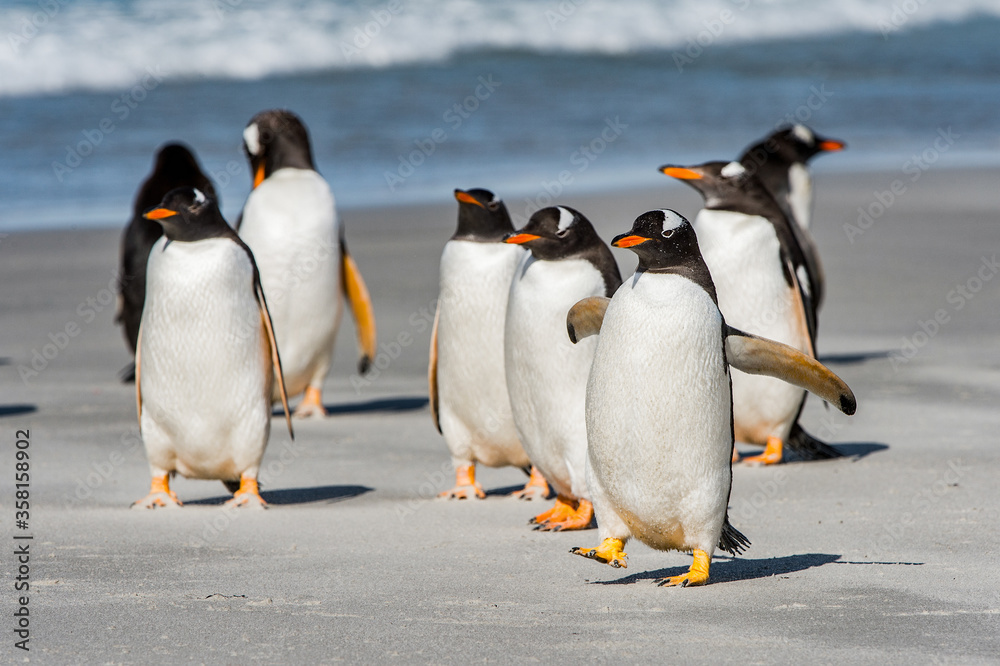 Fototapeta premium Group of the penguins playing, swimming and eating in the Atlantic Ocean