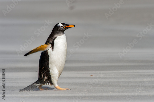 Little penguin walks on the sand