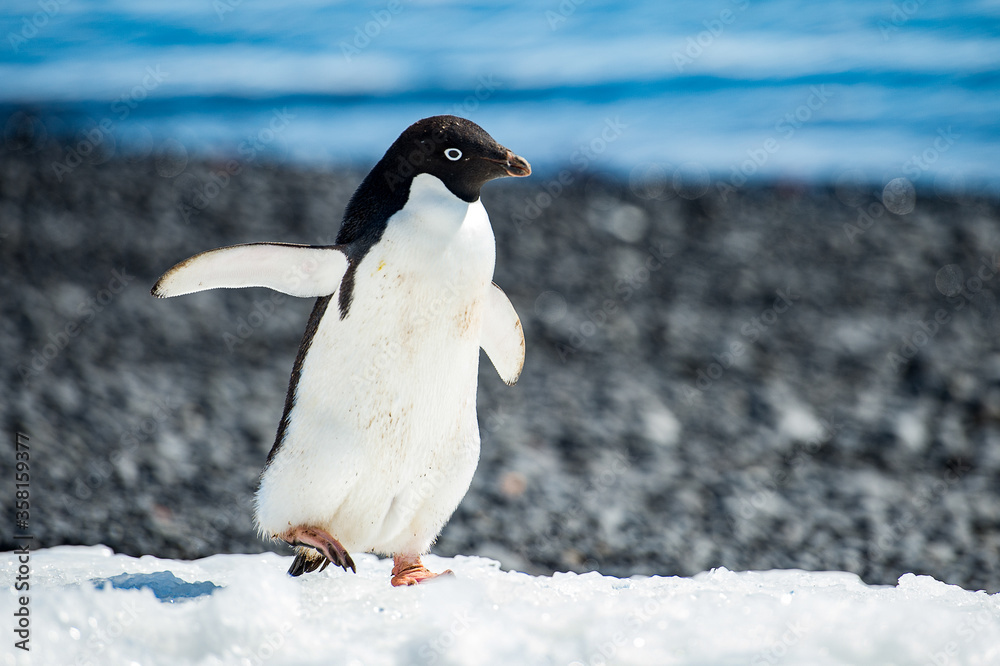 Fototapeta premium Close up of the Adelie penguins (Pygoscelis adeliae) on the snow