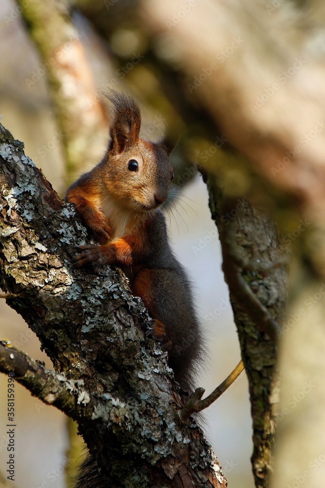 Curious squirrel sitting on tree in deep forest. Sciurus vulgaris. Curious squirrel sitting on tree in deep forest. Sciurus vulgaris.