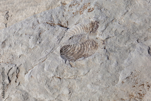 Old fossil mark in a stone  looks like a mussel
