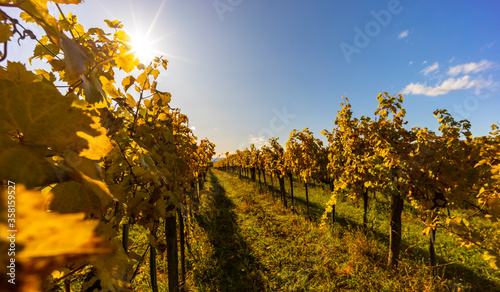 Fototapeta Naklejka Na Ścianę i Meble -  autumn vineyard near Langenlois, Lower Austria, Austria