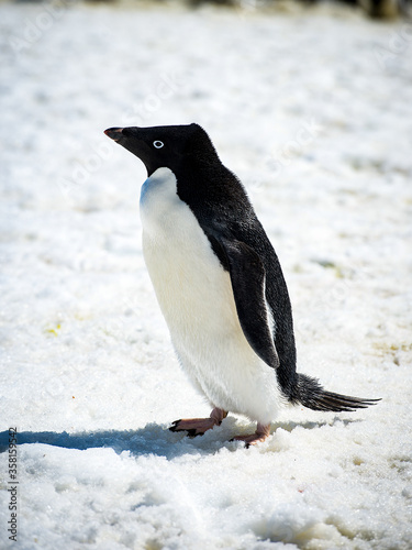 Portrait of an Adelie penguin  Pygoscelis adeliae  on on the snow