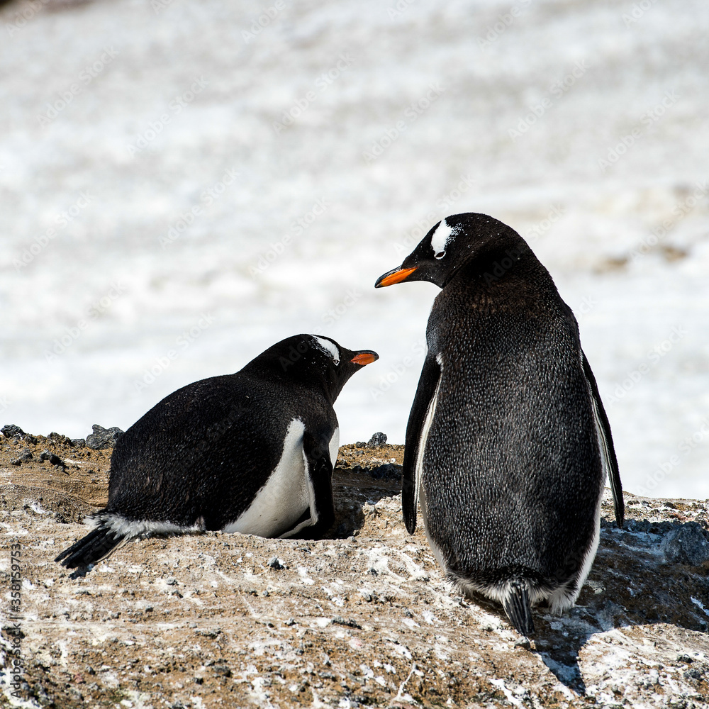 Fototapeta premium Couple of the cute Gentoo Penguins (Pygoscelis papua) in a nest on the Antarctic coast