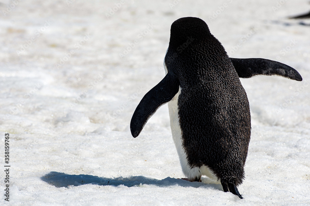 Adelie penguin (Pygoscelis adeliae) from the back