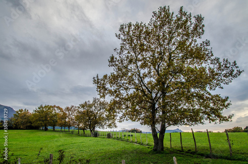 A tree line in a cloudy day.