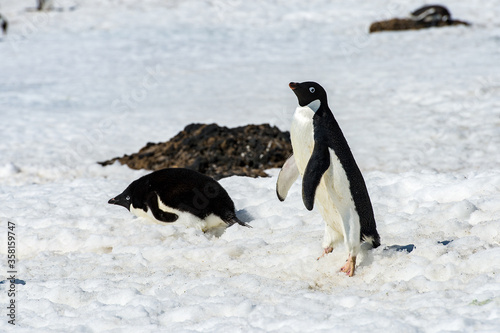 Adelie penguin  Pygoscelis adeliae  walks on the snow