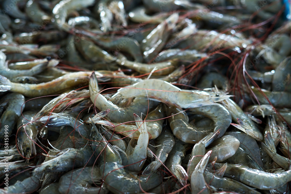 Fresh bunch of Shrimp for sale at traditional fish market in Indonesia Fresh bunch of Shrimp for sale at traditional fish market in Indonesia