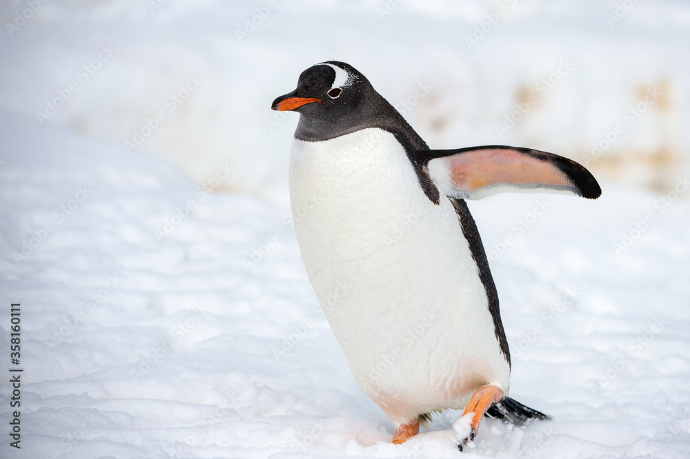 Obraz premium Gentoo Penguin (Pygoscelis papua) in Antarctica
