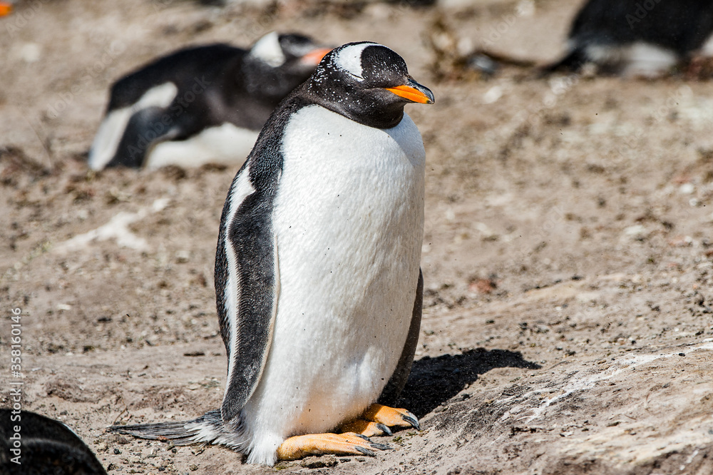 Fototapeta premium Cute little gentoo penguin close up