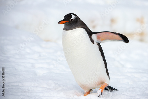 Gentoo Penguin  Pygoscelis papua  in Antarctica