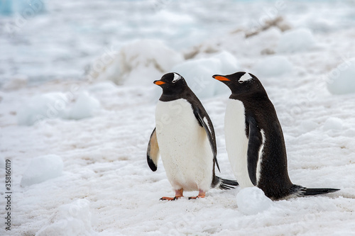 Gentoo Penguin  Pygoscelis papua  in Antarctica