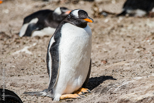 Cute little gentoo penguin close up