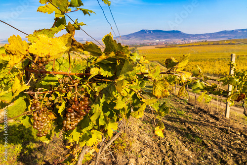 Vineyards Ryzlink Vlasky in Palava region, Southern Moravia, Czech Republic photo