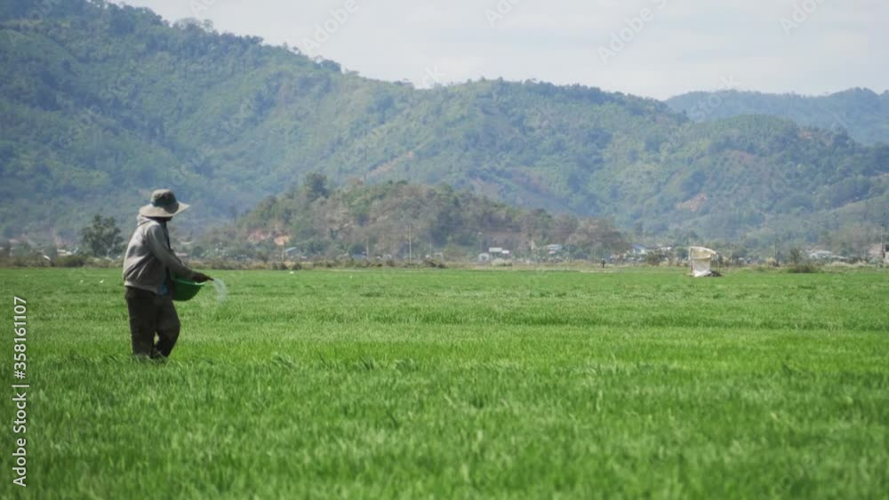 authentic video of asian farmer working on rice plantation, Vietnam. real people portrait - rural worker in Asia. Rice grow, agriculture industry, farming. authentic video of asian farmer working on rice plantation, Vietnam. real people portrait - rural worker in Asia. Rice grow, agriculture industry, farming.