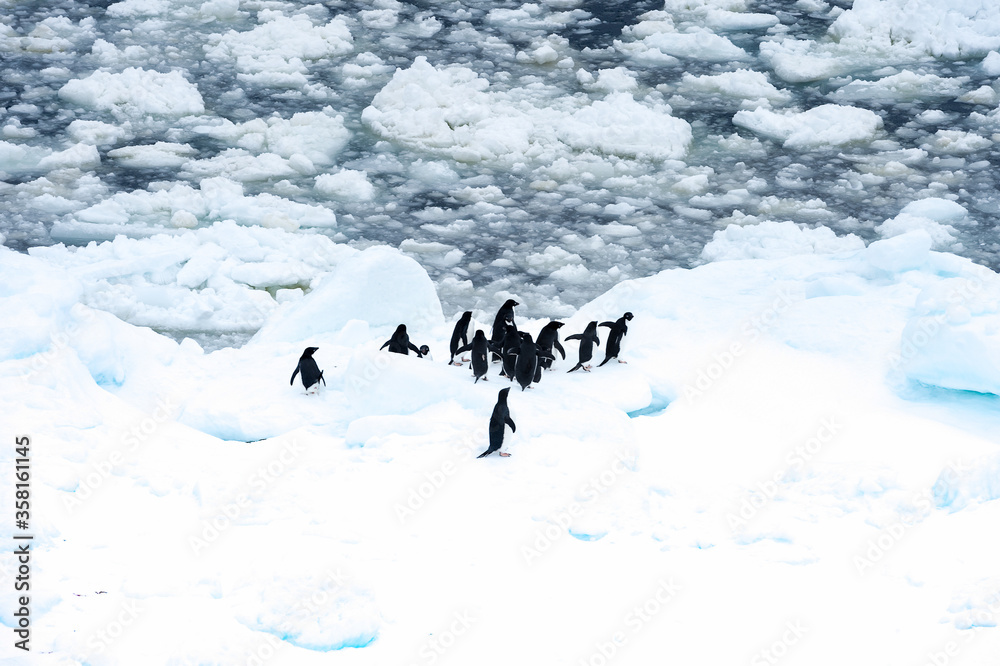 Penguins on the ice piece in the ocean