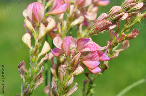 In the meadow among the herbs blooms sainfoin (onobrychis).