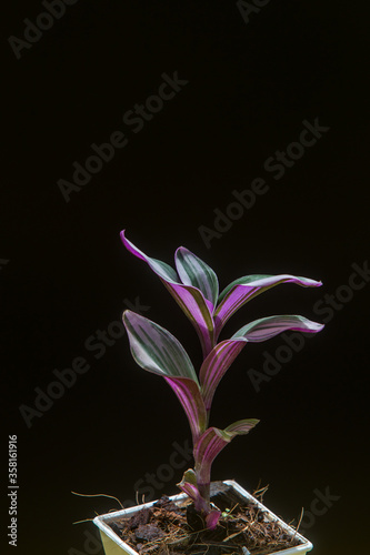Little Zebrina pendula or Inch plant on white pot isolated on black background