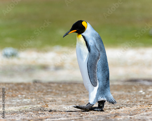 It s King penguins in Antarctica