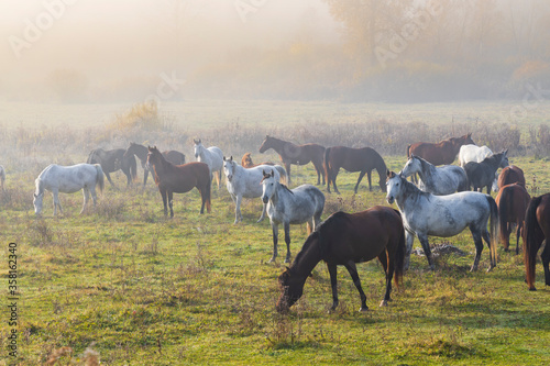 Herd of horses in northern Hungary photo