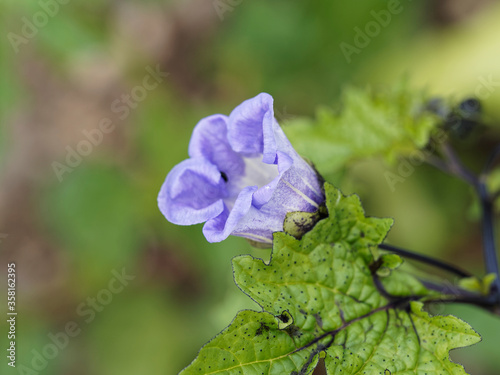 (Nicandra physaloides) Gros plan sur une fleur de nicandre bleu violet à corolle en forme de cloche, centre blanc marqué d'une étoile noire  photo