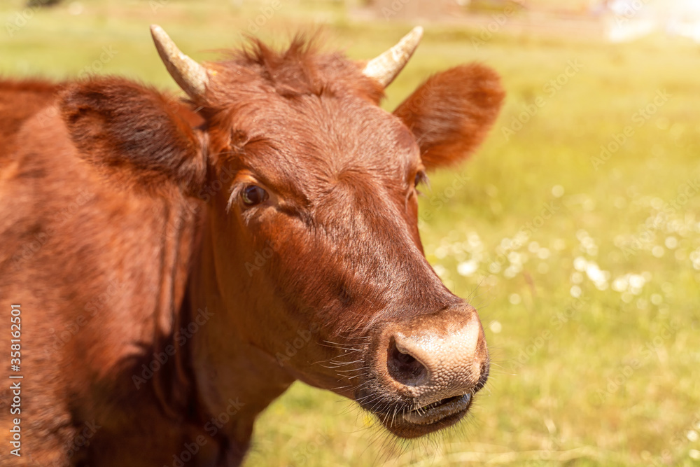 Portrait of a brown cow bull with horns on a green meadow with white flowers. The muzzle is turned to the left, the dark eyes open. Year of the bull 2021. Agriculture and livestock, dairy products. Portrait of a brown cow bull with horns on a green meadow with white flowers. The muzzle is turned to the left, the dark eyes open. Year of the bull 2021. Agriculture and livestock, dairy products.