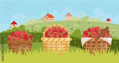 Vector illustration of strawberries in the baskets.